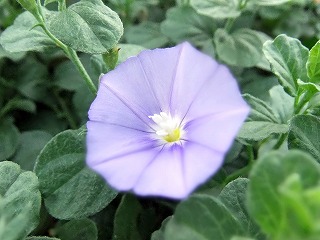 朝顔