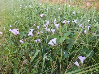 浜菊