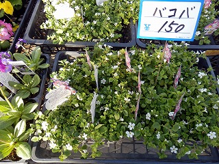 バコバ