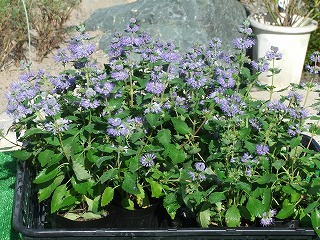 段菊